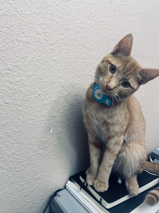 How I Track My Cat with an Apple AirTag